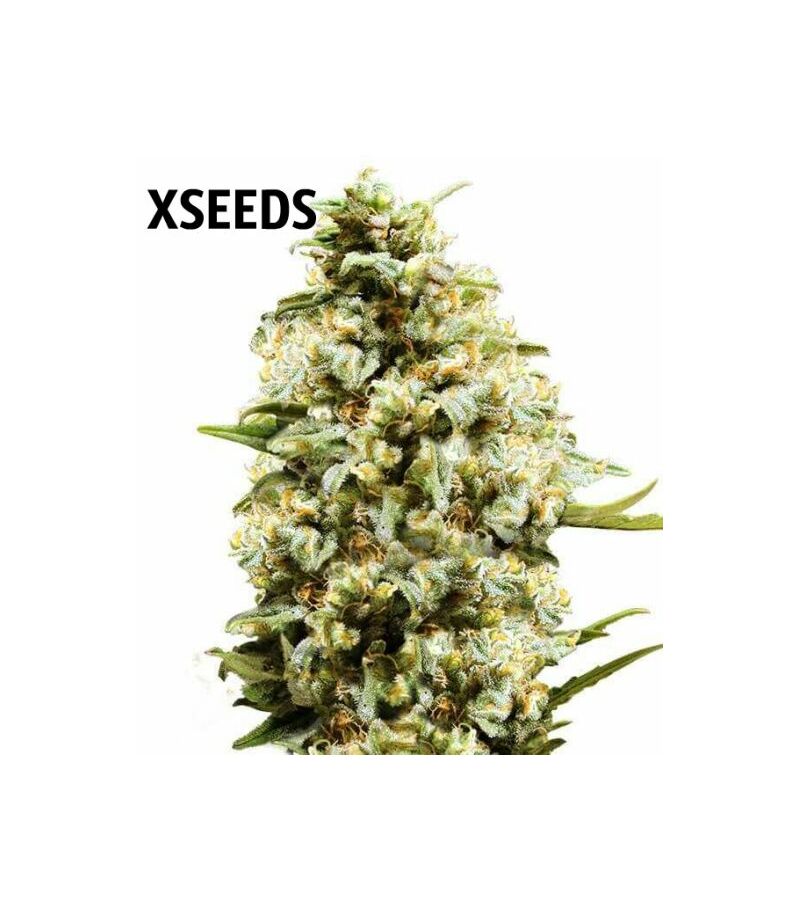 Auto Critical Kush (X), Фасовка: 5